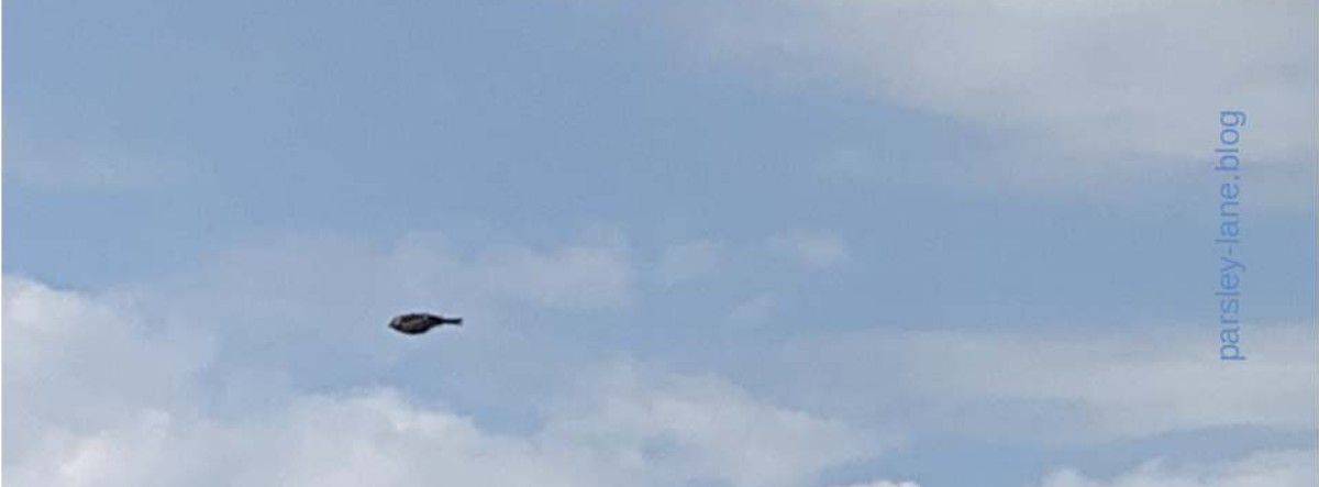 Photo of tomtit flying in front of high clouds in the sky. With post on summer and food adventures. Name: Breeze of Inspiration. By MagS, © 2023, MagS, Parsley-Lane Blog. All rights reserved.