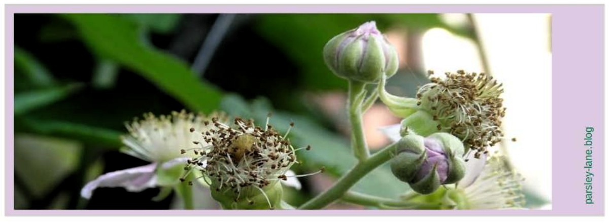 Photo of pink blackberry blossoms. With editorial for summer edition of Parsley-Lane Blog. Name: Summer Bloom. By MagS, © 2023, MagS, Parsley-Lane Blog. All rights reserved.